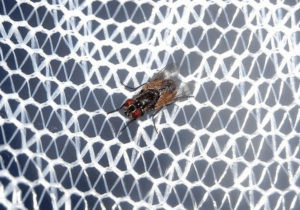 Mosquiteras: ¿cómo instalarlas y para qué sirven?
