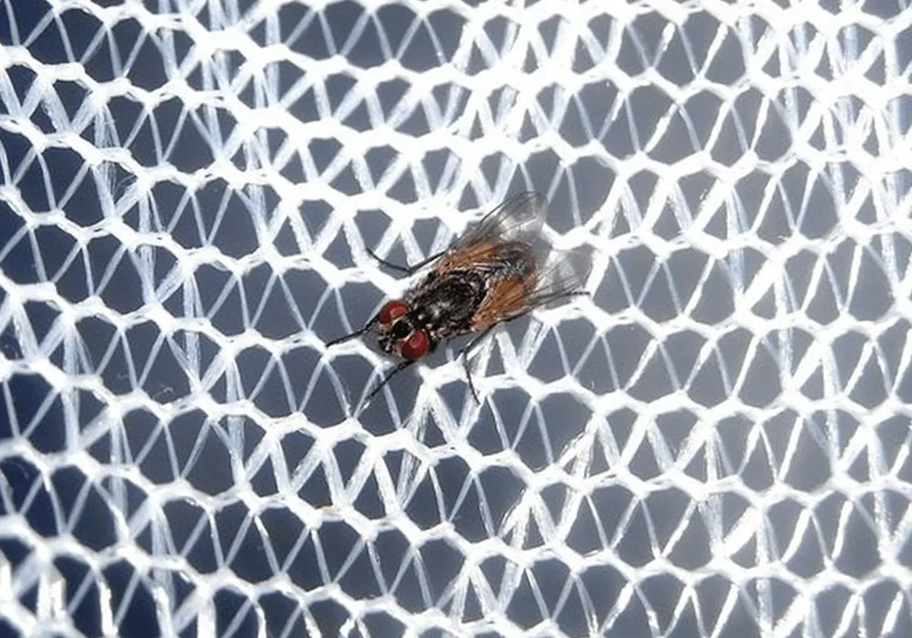 Mosquiteras: ¿cómo instalarlas y para qué sirven?